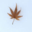 Snow leaf