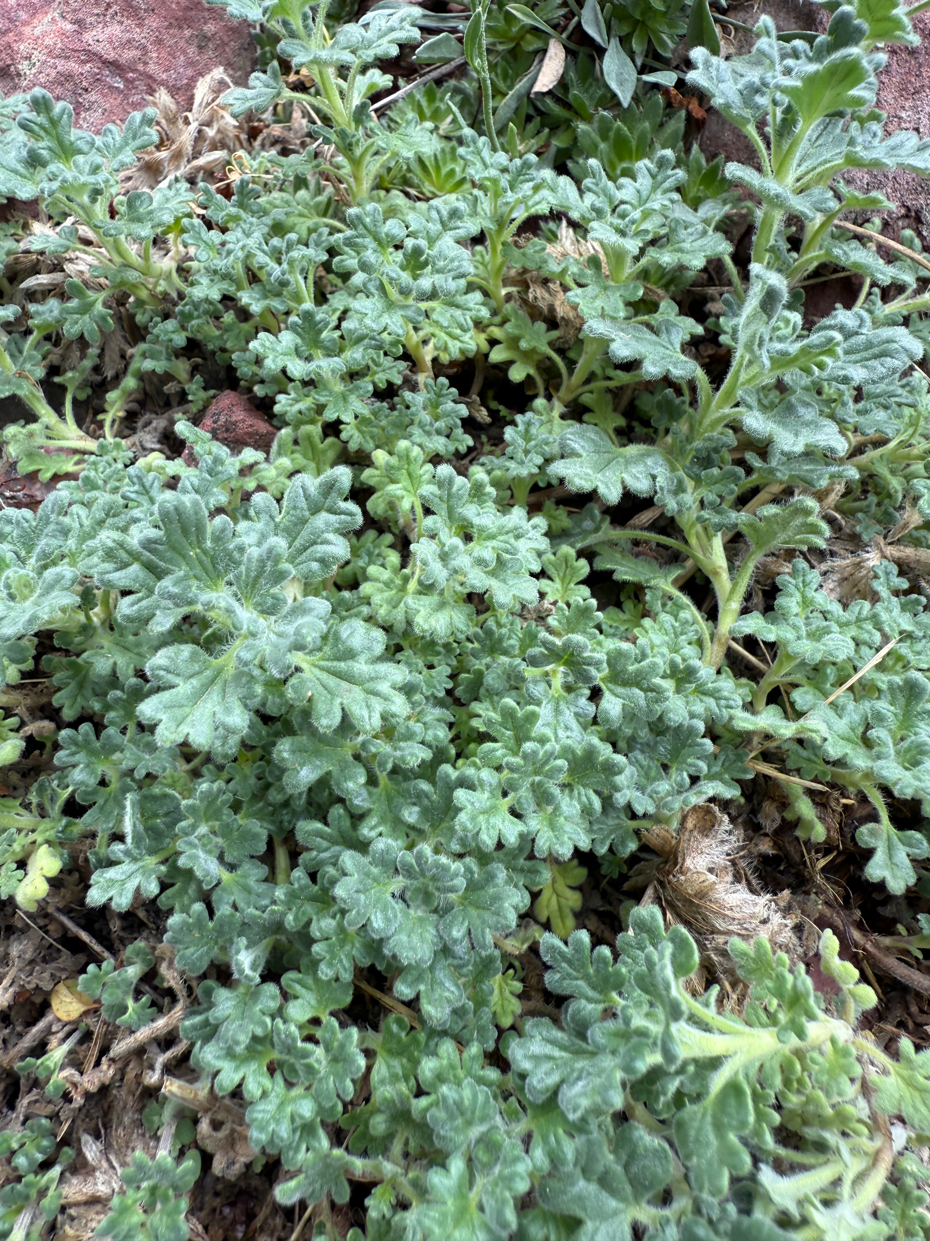 Dracocephalum botryoides