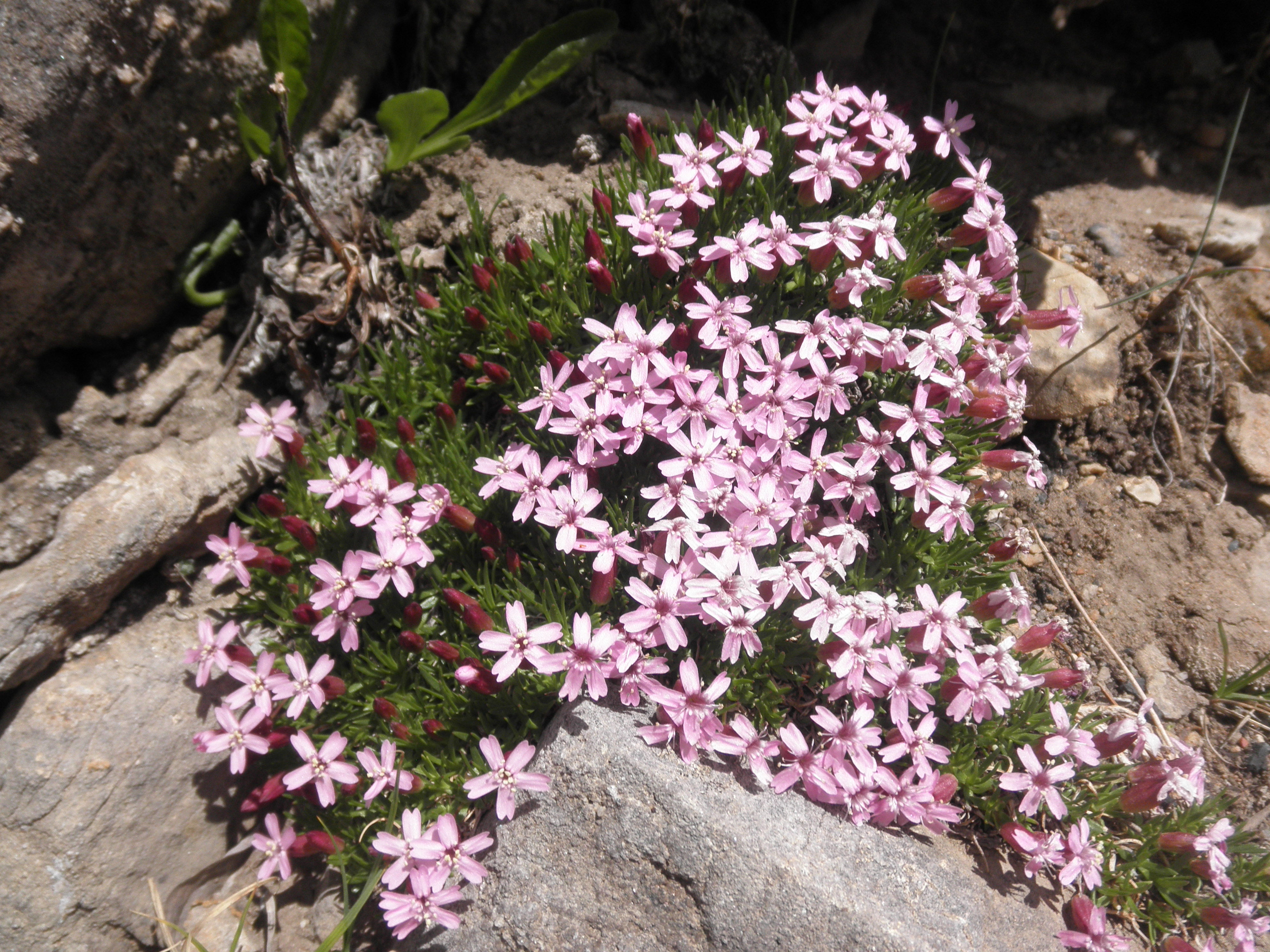 Silene acaulis