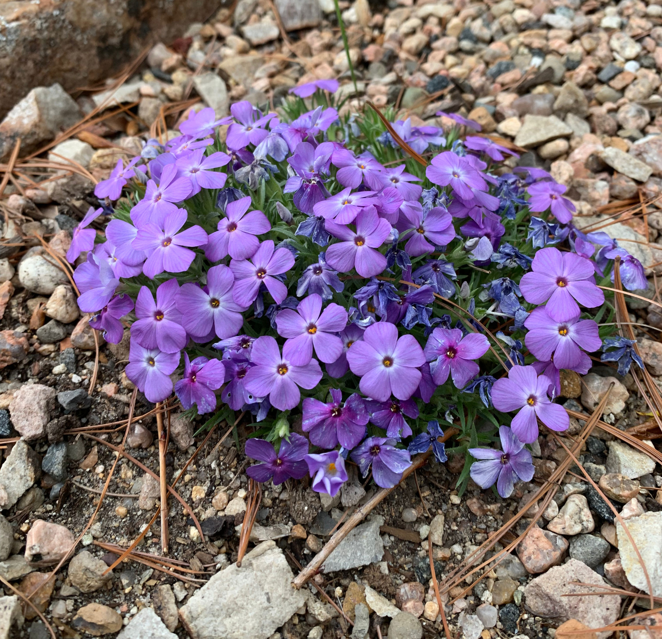 Phlox kelseyi 'Lemhi Midnight'