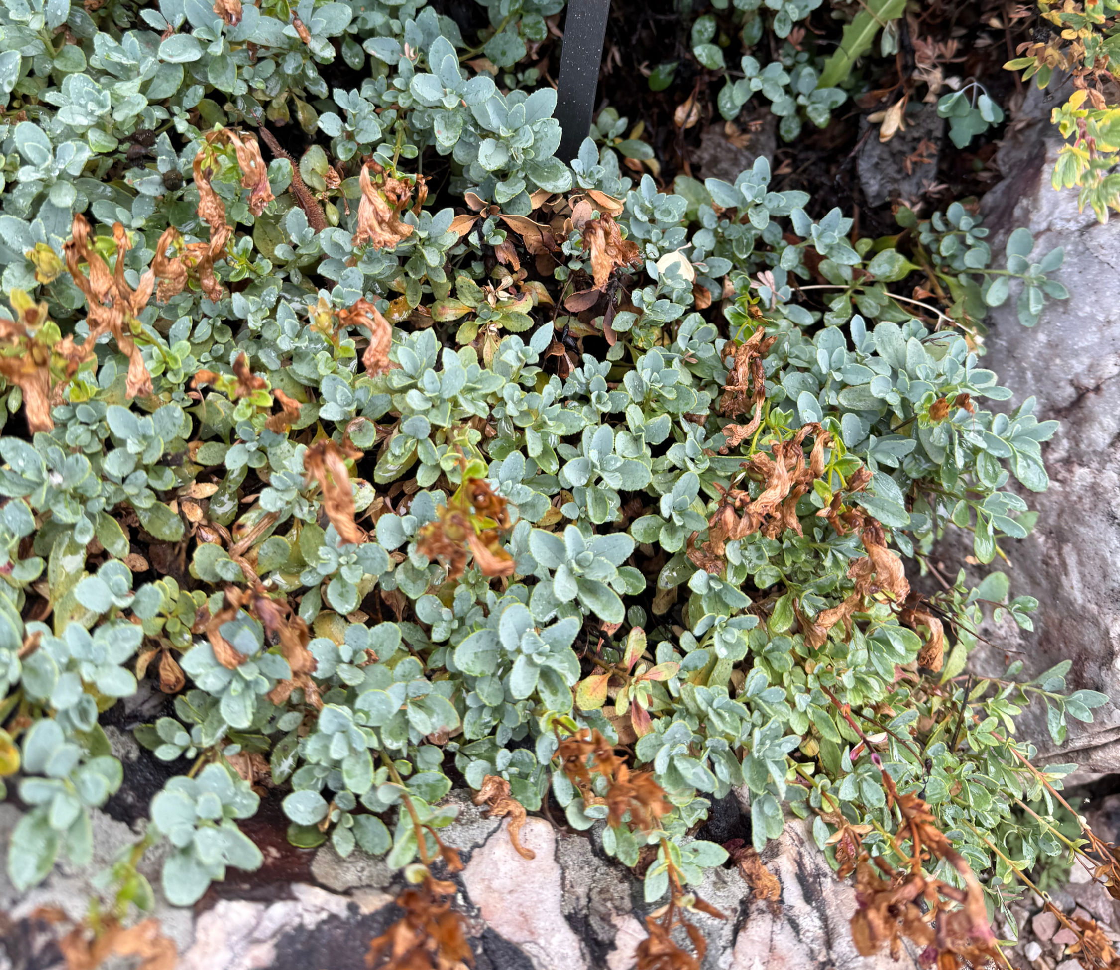 Penstemon rupicola