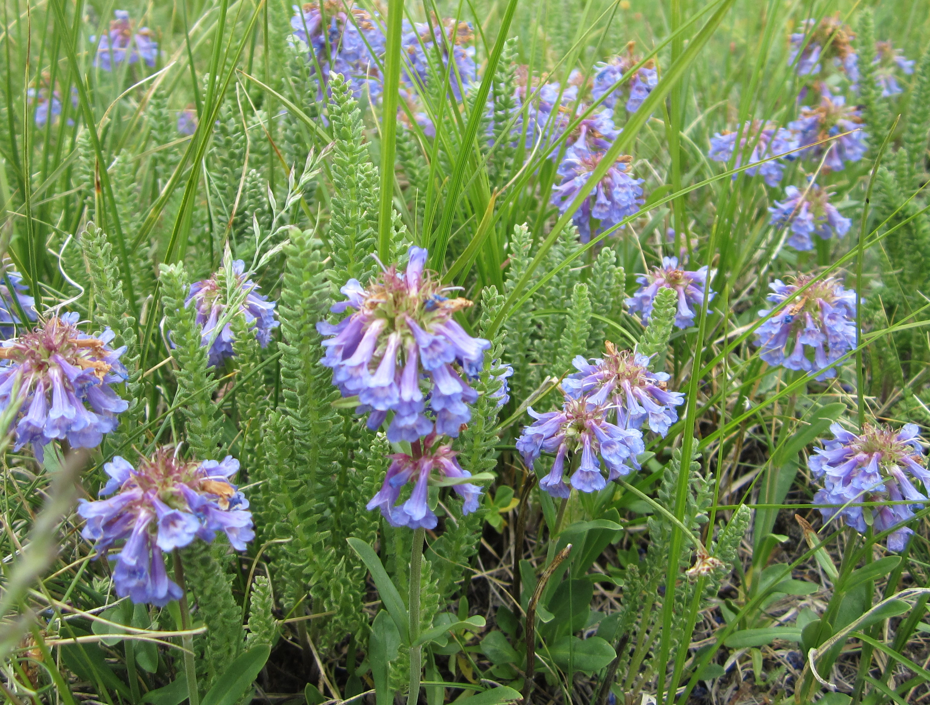 Penstemon procerus