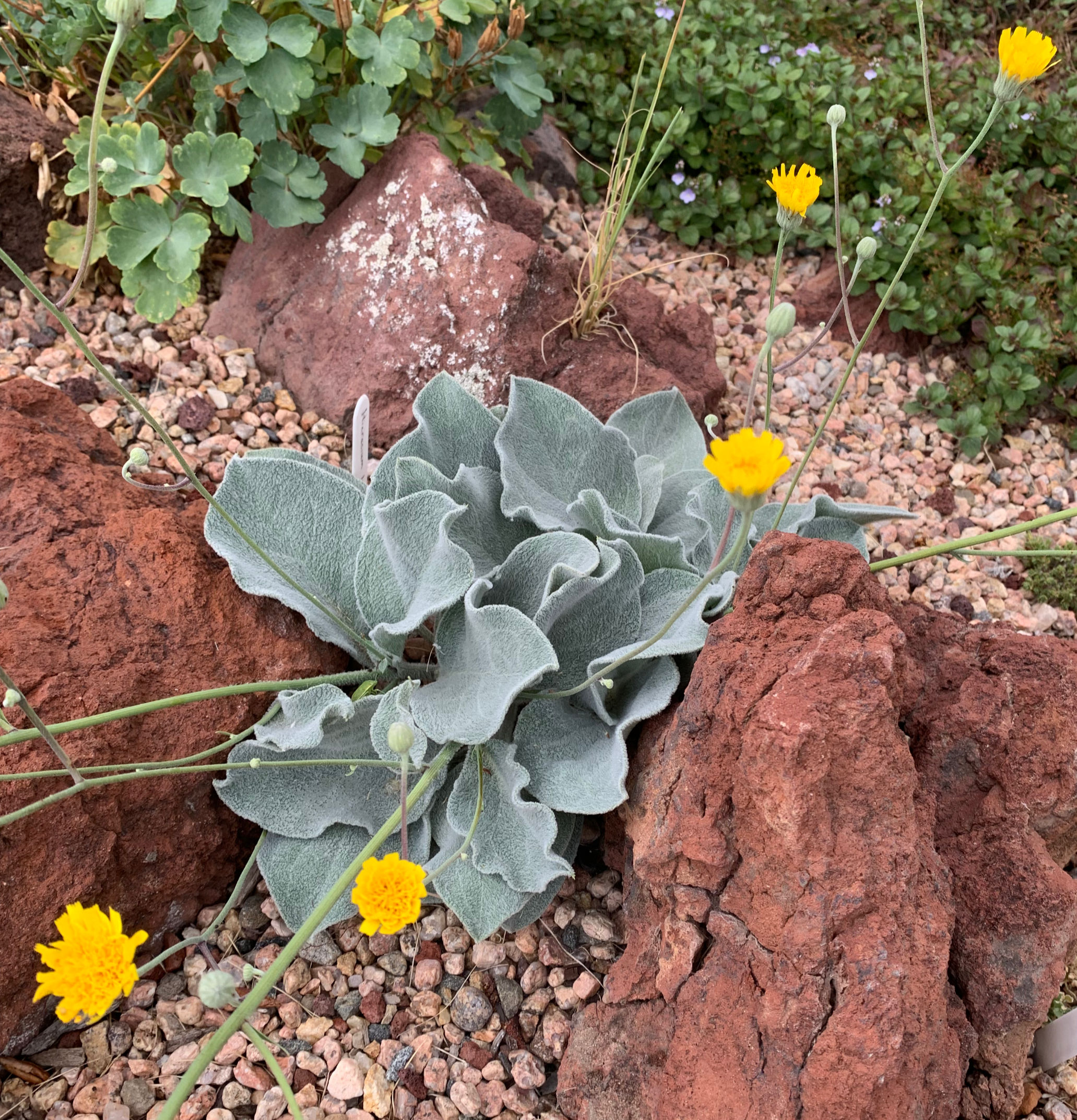 Hieracium lanatum