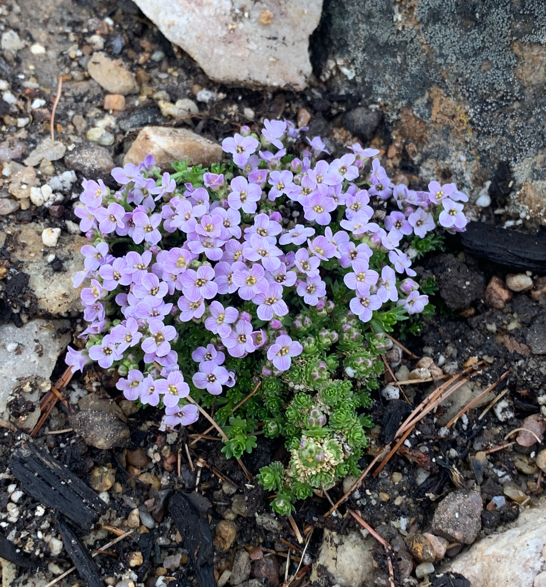 Petrocallis pyrenaica