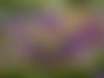 Uncover the Blooming Beauties: The Flowers to Plant this Spring!