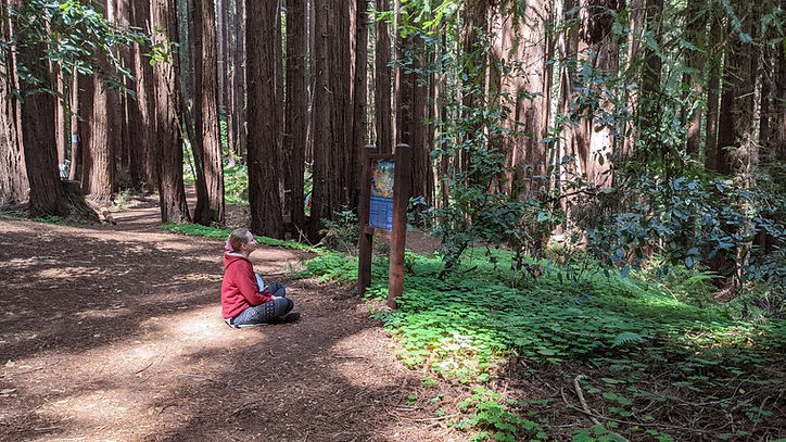 Forest path representing clarity and transformation