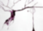 Rosa_Cotelo_5-m