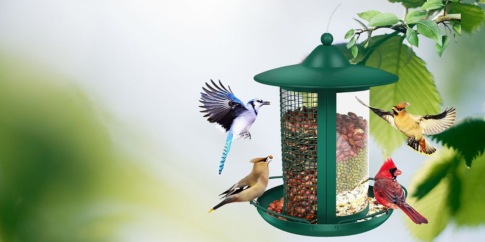 Produits pour oiseaux sauvages chez Animal Expert Beloeil