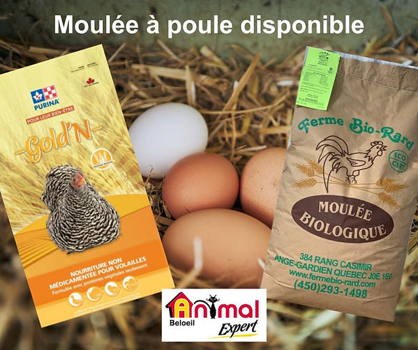 Moulée à poule : nutrition complète pour vos volailles - animalerie Animal Expert Beloeil