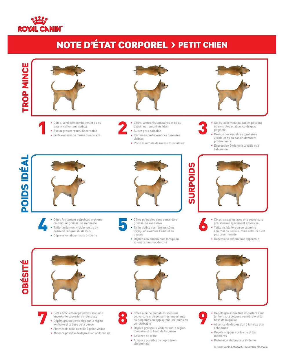 Illustrations pour estimer le poids de votre chien de petite taille en fonction de sa silhouette