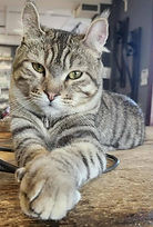 charlotte le chat Mascotte de Animal Expert Beloeil