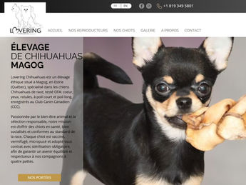 Élevage Lovering Chihuahuas - site web wix réalisé par OCM SYSTEME et Wix Québec