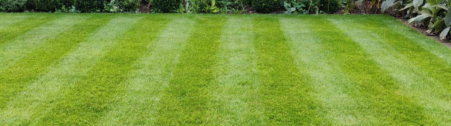Freshly mowed lawn created by professional Welwyn garden design team