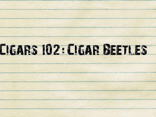 Cigars 102: Cigar Beetles