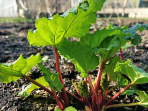 Gardening Jobs for March