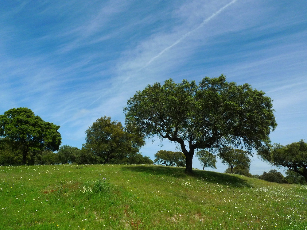 Prairie avec arbre