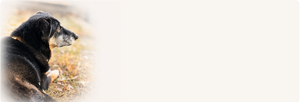 Wholesale (24).png