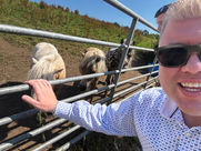 Shetland Ponies during fly tipping walk