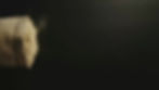 Thumbnail: Tea; Darjeeling; TGBOP