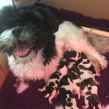 Where to Find Reliable Midwifery Services for Dogs