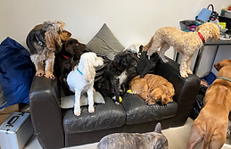 Family Pet Care