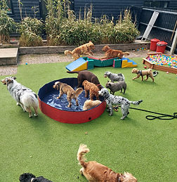 Doggy daycare fun Cambridgeshire