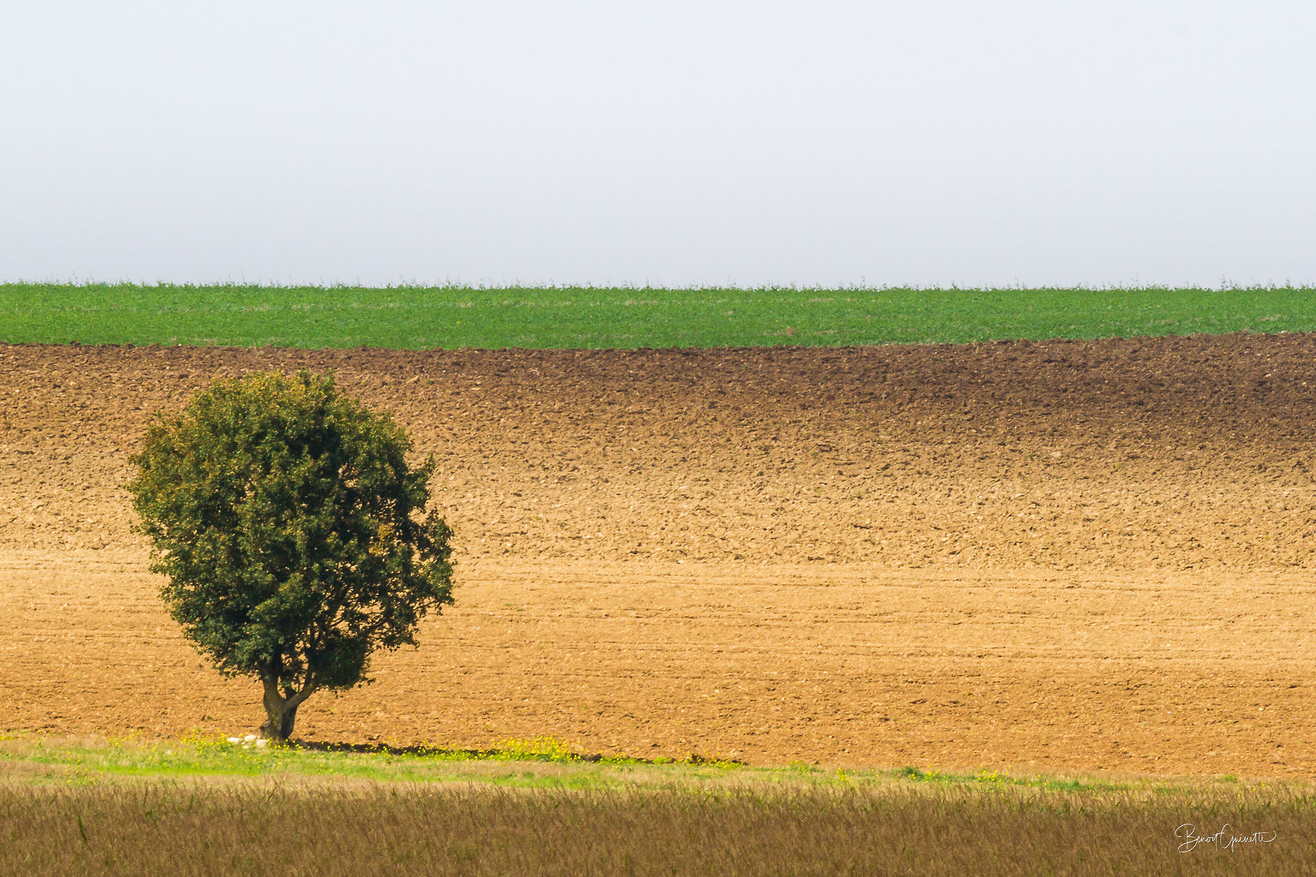 Arbre disposé entre deux horizons