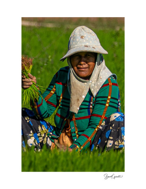Woman working in a rice paddy near the town of Kratie in Cambodia