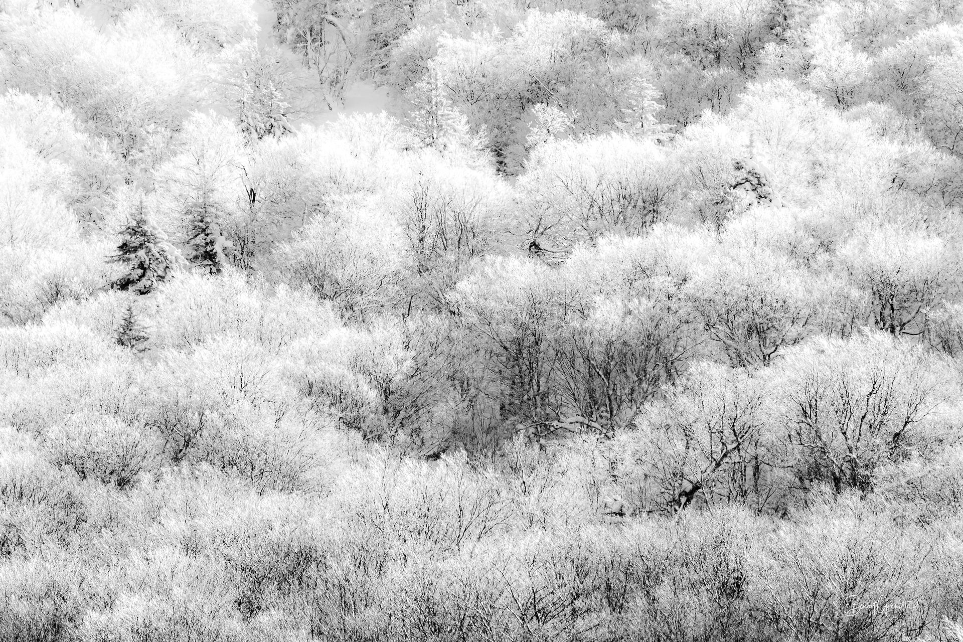 Black and white photographs of frosty forest
