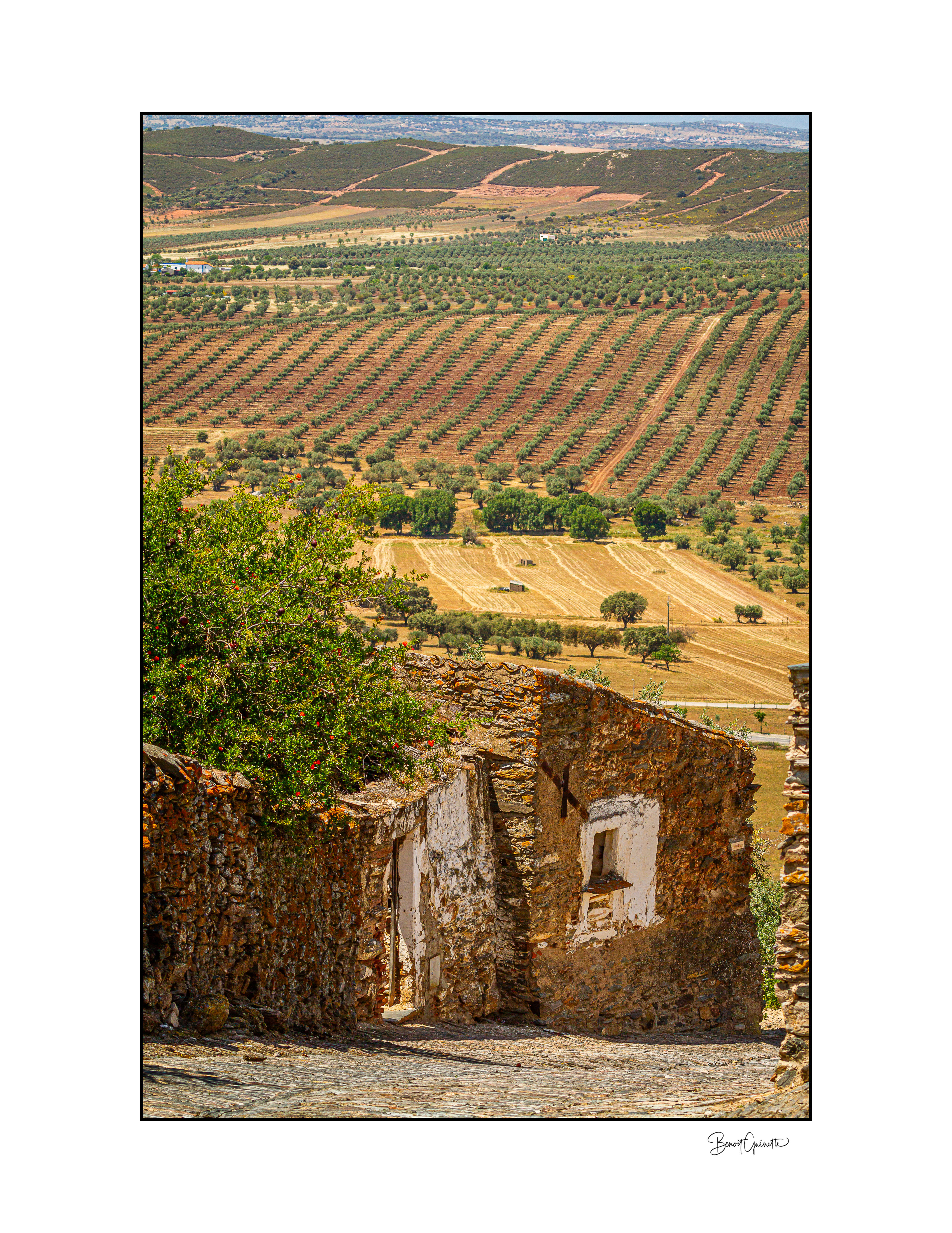Fields of Olive Trees