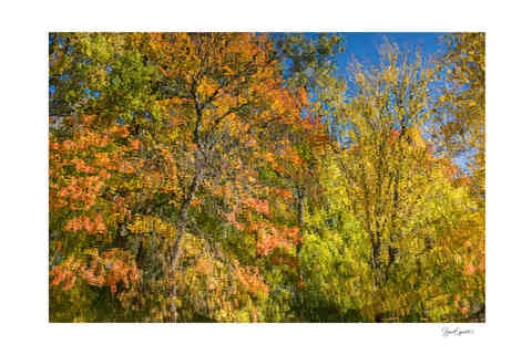 Arbres colorés d'automne se reflétant dans un lac de l'ile Ste Hélène à Montréal dans la province de Québec au Canada