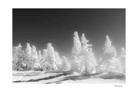 Photographie d’arbres enneigés au sommet du mont Mégantic.