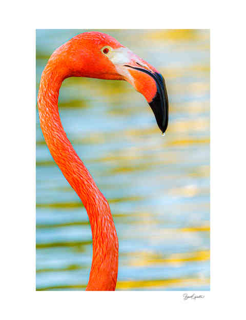 Photographie couleur d'un flamand rose sur l'île de Cayo Coco à Cuba.