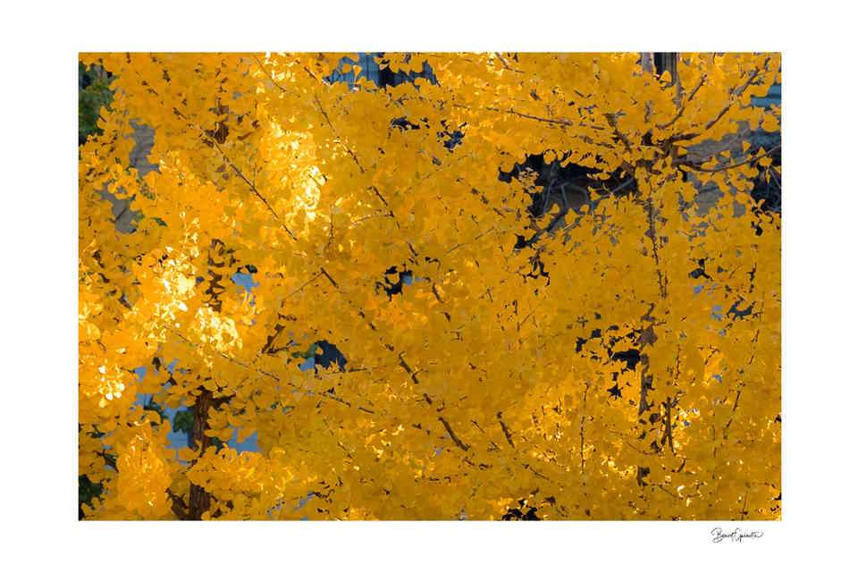 Gros plan sur les branches d'un arbre feuillu jaunis en automne 