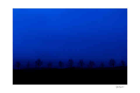 Photographie couleur de silhouettes d'arbres en rangée se découpant sur un ciel bleu au crépuscule.