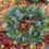 Thumbnail: Fresh evergreen wreath
