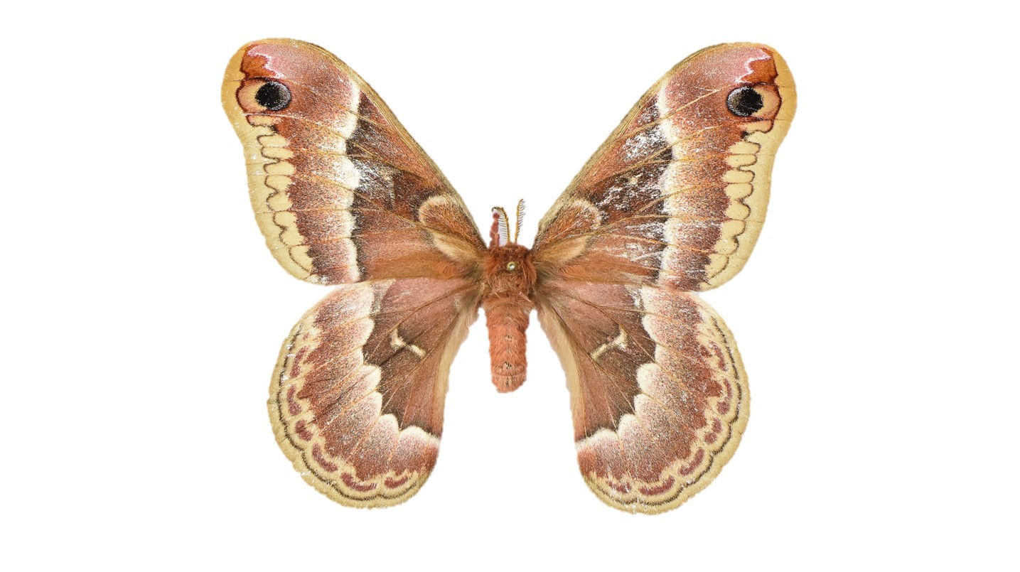 Promethea Moth Cocoons