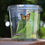 Thumbnail: 12 Large Monarch Caterpillars