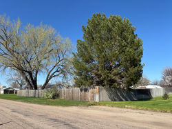 Beautiful Mature Trees in Back Yard