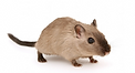 mouse.png