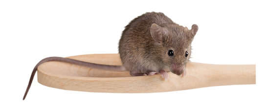 Untitled design (22)_edited.png