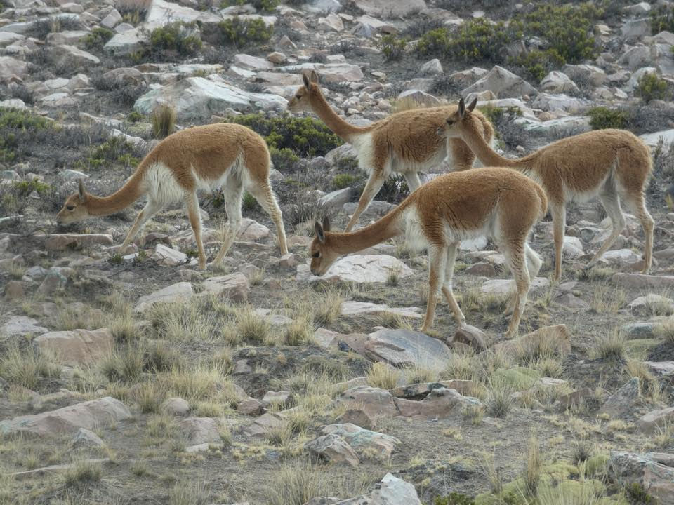 Vicuñas