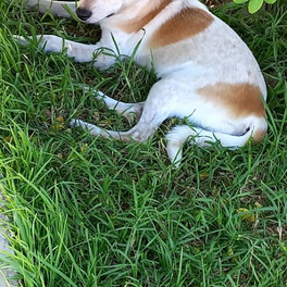 Mix breed puppy