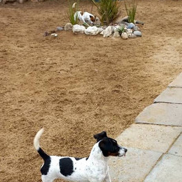 Ava Jack Russel SPCA Swakopmund