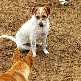 Adopt a scruffy dog