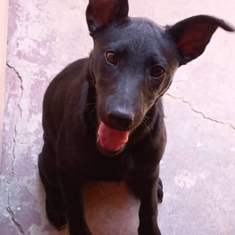 Female pup