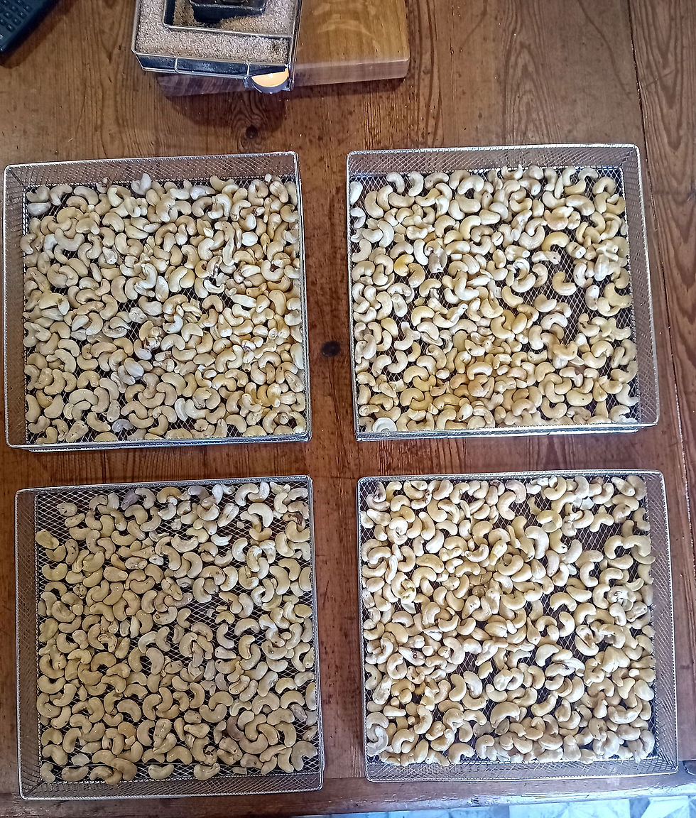 Brined cashew nuts awaiting the smoking cabinet. The cold smoke generator, (top of photo.) is already lit.