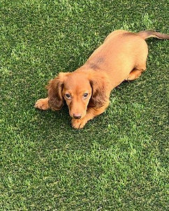 Photo of Puppy in the middle of training