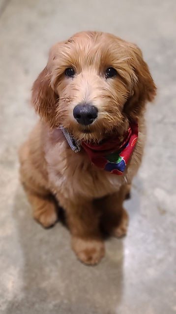Arthur as a sweet 8 week old pup