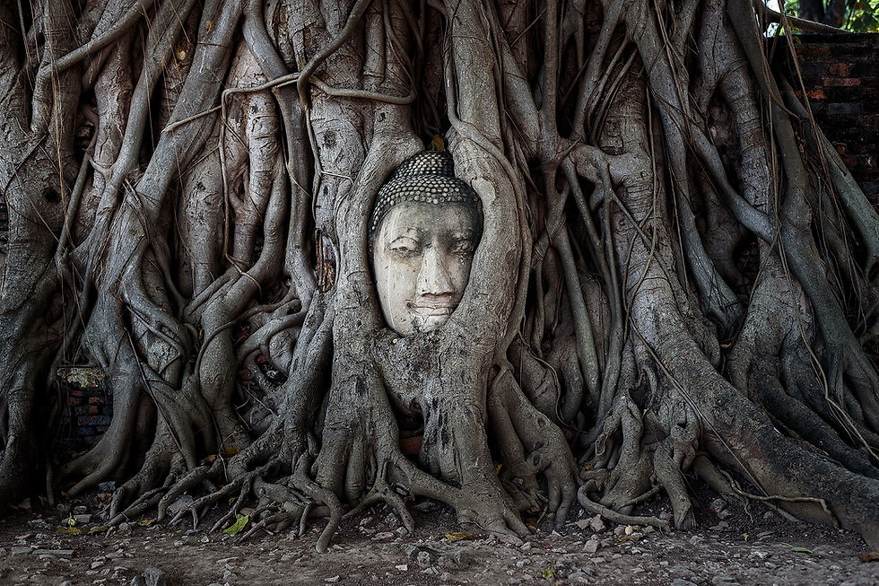 Buddha head in tree roots
